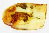 Two Fossil Scuttle Flies and an Ant In Baltic Amber #278891-1